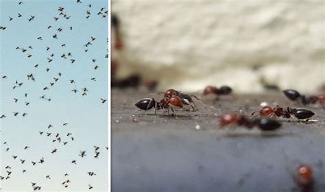 Flying ants SWARM: Why are there so many flying ants right now? | Express.co.uk