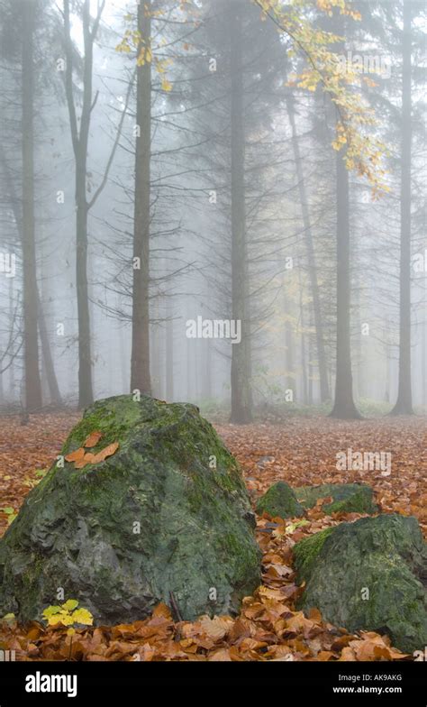 Stone formation in a pine forest Stock Photo - Alamy