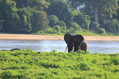 Wildlife Conservation in Zimbabwe