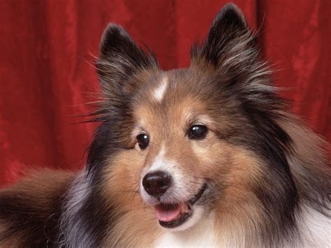 Cute Puppy Dogs: Shetland Sheepdog Puppies