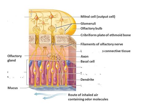 Olfactory epithelium Diagram | Quizlet