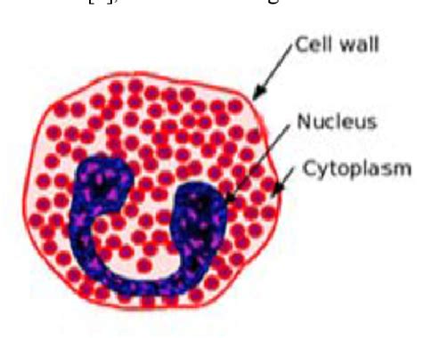 Figure 6 From Classification Of White Blood Cell Type - vrogue.co