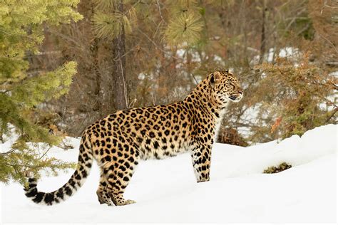 Amur Leopard In Winter #1 Photograph by Adam Jones - Fine Art America