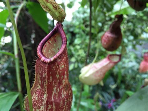 Detail of Carnivorous Pitcher Plant Stock Image - Image of endangered, botanical: 140342623