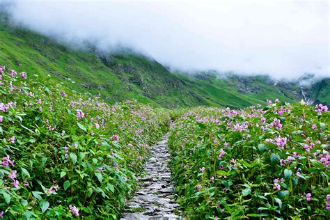 The Valley of Flowers in India: Essential Travel Guide