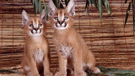 Photography ID: 33720 | Caracal cat pet, Caracal kittens, Caracal cat