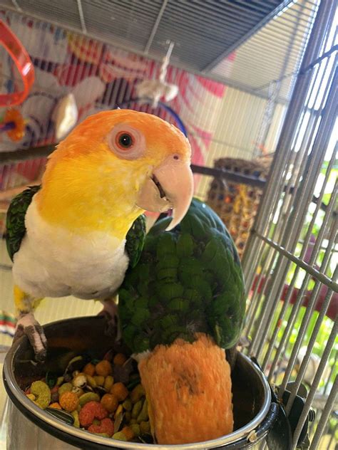 Caique Breeding Pair