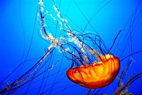 jellyfish | Jellyfish, Ocean habitat, Jellyfish facts