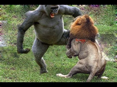 Baboon vs Lion - Animals Sudden attack chimpanzees, Lion, Leopard ...