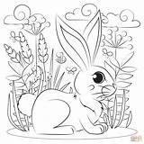 Rabbit coloring page  Free Printable Coloring Pages sketch template