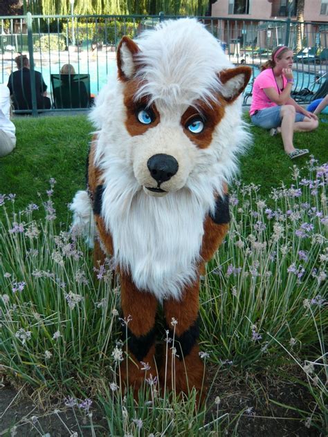 Arcanine cosplay quadsuit fursuit. Pokemon. Beastcub