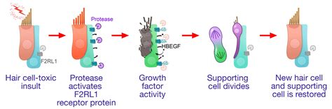 An Essential Signaling Cascade for Hair Cell Regeneration in Birds ...