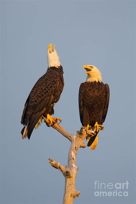 Mating Call - Bald Eagles Photograph by Troy Lim - Pixels