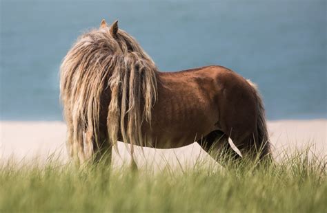 Wild Horses of Sable Island, Nova Scotia, Canada — Bev Pettit Photography