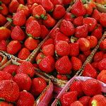 Strawberries (La Trinidad, Benguet) | Flickr - Photo Sharing!