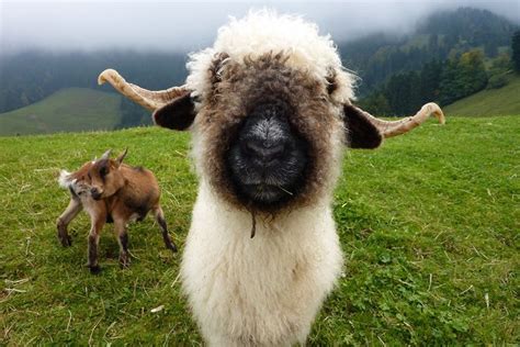 Valais Blacknose Sheep in a Lush Green Field