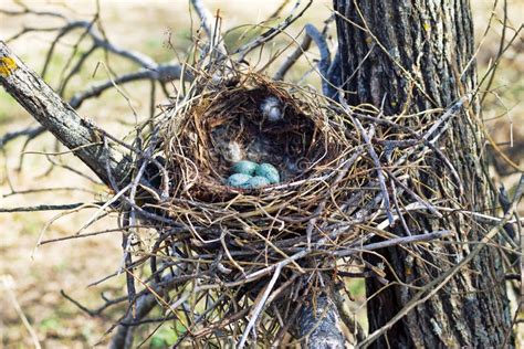 Hooded Crow (Corvus Cornix) Nest Stock Photo - Image of commensal, tour ...