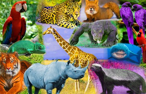 ROYGBIV Animals (Photoshop) | Animals, Primary and secondary colors, Zoo animals