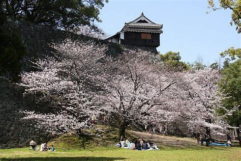 Cherry Blossom Report 2010: Kumamoto Report | Kumamoto, Kumamoto castle, Cherry blossom