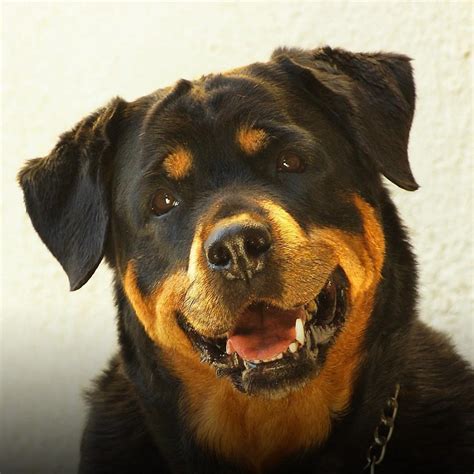 Is Rottweiler Dangerous