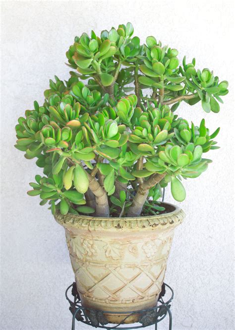 Jade plants, aka Crassula, are some of the hardiest succulents you can ...