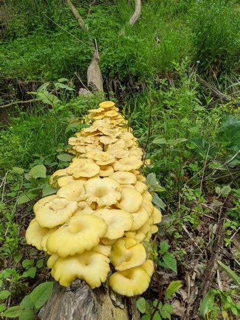 Yellow Oyster Mushrooms: Identification, Foraging, and Cooking ...