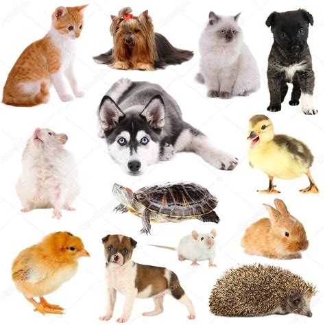 Figuras De Animais Domesticos Para Imprimir LEARNBRAZ