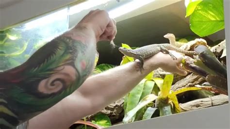 Taming Nervous Peacock Monitor Lizards - Walking On My Arm For Food ...