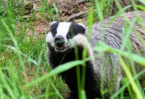 European Badger Facts, Habitat, Diet, Baby, Pictures