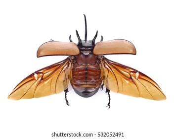 78,072 Beetle With Wings Images, Stock Photos & Vectors | Shutterstock