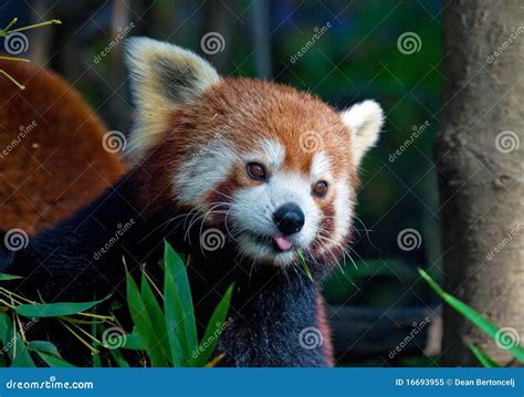 Baby red panda stock image. Image of face, eating, bamboo - 16693955