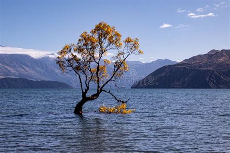 538 Lake Wanaka Tree Autumn Stock Photos - Free & Royalty-Free Stock Photos from Dreamstime