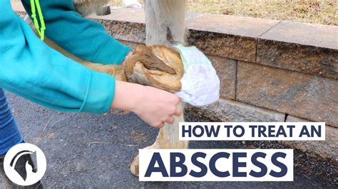 How to Treat a Hoof Abscess In a Horse - YouTube