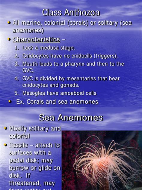 Anthozoa | Coral | Animal Taxonomy