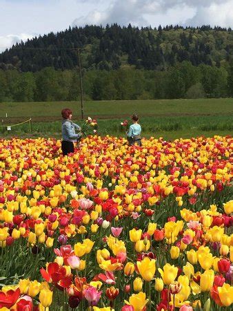 Holland America Bulb Farms (Woodland) - 2019 All You Need to Know ...