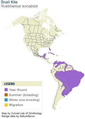 Snail Kite, Identification, All About Birds - Cornell Lab of Ornithology