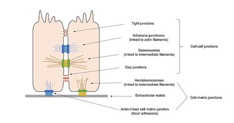 Cell Adhesion Proteins - Creative Biomart