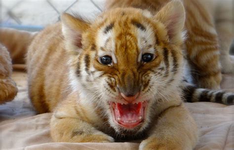 Tiger Cubs Playing With Cat