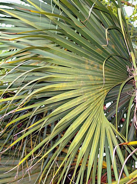 Sabal palmetto | Palm ID