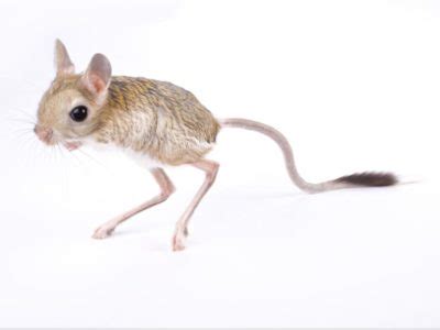 Jerboa Animal Facts | AZ Animals