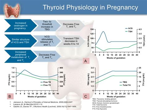 Maternal thyroid hormones are critical for fetal brain development - https://debuglies.com