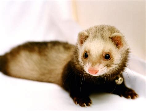 33 Cute Ferret Photos You Need to See | Reader's Digest