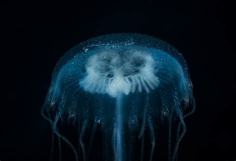 8 Tips for Creating Amazing Lighting in Underwater Photos - Nature TTL