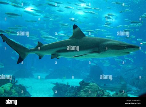 great white shark Stock Photo - Alamy