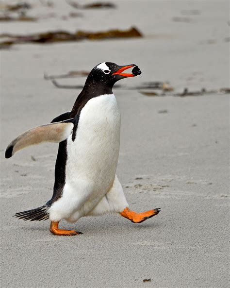 Gentoo Penguin - BirdForum Opus | BirdForum