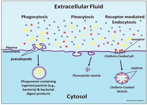 Receptor Mediated Endocytosis Micrograph