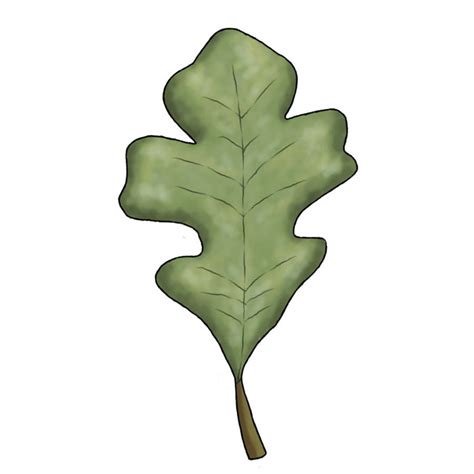 Oak Leaf Drawing - ClipArt Best