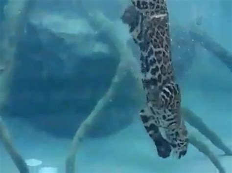 Jaguar Swimming Underwater (VIDEO) - Izismile.com