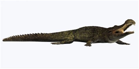 Sarcosuchus is an extinct genus of carnivorous crocodile that lived ...