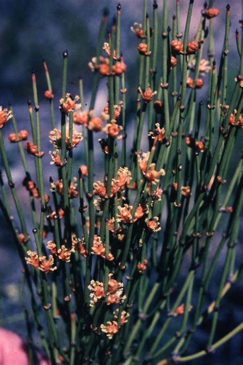 Ephedra viridis